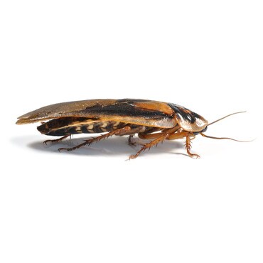 Adult Dubia Roach